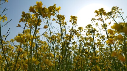午後の菜の花畑