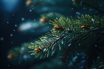 Pine tree leaves background branch green.