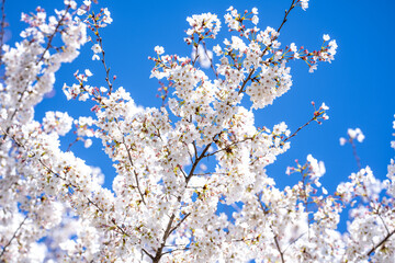 White cherry blossom. Blossom flowers of cherrytree. Spring background with blossom trees. Spring bloom. Blossom white flower.