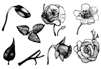 Sketches of flowers and petals, hand drawn, black and white. Vector illustration, isolated on white background