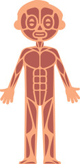 Kid muscular system infographics. Human anatomy illustration