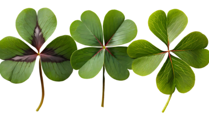 three-leaf and four-leaf clover in a row. Generative AI.