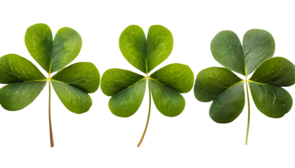 three-leaf and four-leaf clover in a row. Generative AI.