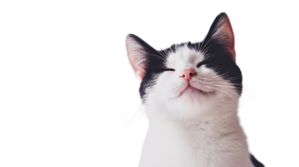 A content black and white cat basking in soft, natural light indoors, on the transparent background. PNG Format
