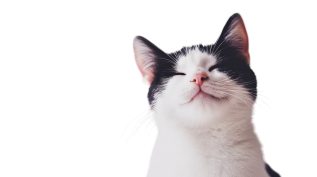 A content black and white cat basking in soft, natural light indoors, on the transparent background. PNG Format