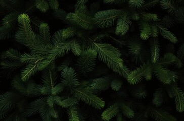 Lush evergreen pine tree branches