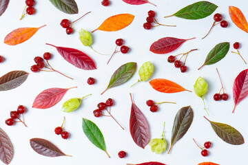Colorful autumn leaves on a white background. Suitable for presentations. Natural background.