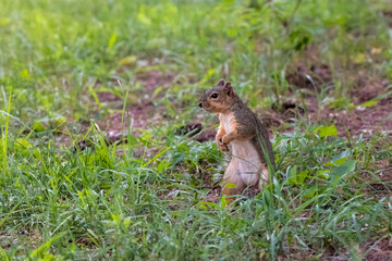 The fox squirrel (Sciurus niger), also known as the eastern fox squirrel or Bryant's fox squirrel. 