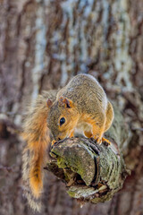 The fox squirrel (Sciurus niger), also known as the eastern fox squirrel or Bryant's fox squirrel. 