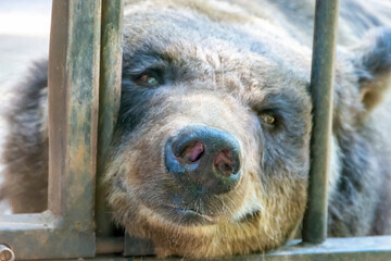 Close-up of a brown bear's head poking out of its cage