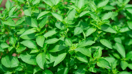 Lemon basil, Hoary basil, Hairy basil (Ocimum africanum) in the backyard garden, Fresh Hoary Basil or Thai Lemon Basil. 