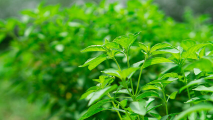 Lemon basil, Hoary basil, Hairy basil (Ocimum africanum) in the backyard garden, Fresh Hoary Basil or Thai Lemon Basil. 