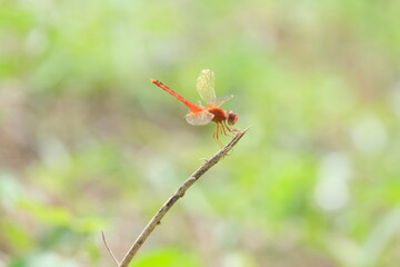 red dragonfly on a green leaf