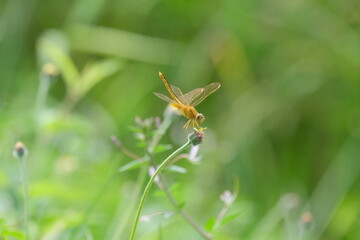 dragonfly resting on a leaf