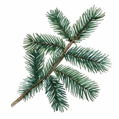 Detailed evergreen tree branch illustration