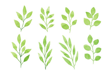 Watercolor floral leaf illustration set - green leaf branches collection for wedding stationary, greetings, wallpapers, fashion, background. Eucalyptus, olive, green leaves, etc