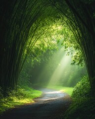Obraz premium Sunlight filtering through bamboo grove creating serene pathway in lush green forest