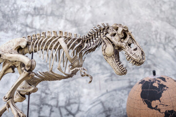 Skull Skeleton of Dinosaur Tyrannosaurus Rex or t-rex on Loft background retro vintage style with a globe simulating the roughly discovered coordinates in North America. © Panupong
