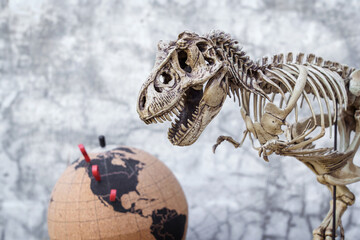 Skull Skeleton of Dinosaur Tyrannosaurus Rex or t-rex on Loft background retro vintage style with a globe simulating the roughly discovered coordinates in North America. © Panupong