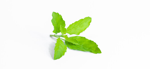 Green Holy Basil, Ocimum sanctum. Sweet Basil, Thai Basil on white background. Ocimum basilicum Linn.