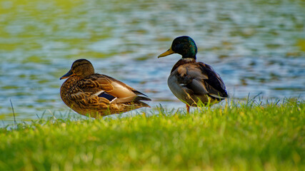 Mallard duck pair