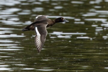 A wild brown and white female tufted duck flying above dark water.
