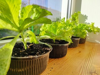 Cabbage salad grown on the windowsill. Homemade green food. Ecological vegetarian natural food. Orangery