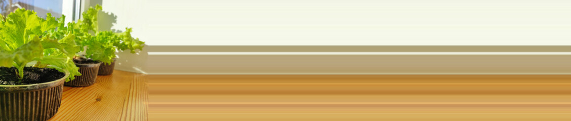 Cabbage salad grown on the windowsill. Homemade green food. Ecological vegetarian natural food. Orangery