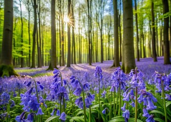 Enchanting Bluebell Forest in Belgium During Springtime with Lush Greenery and Vibrant Blooms