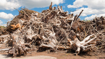 mountain of tree branches and roots against blue sky