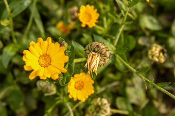Calendula flowers on flower bed. Seeds in faded calendula flower