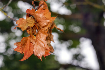 
orange autumn leaves in the sun