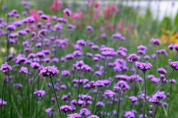 
field of purple flowers on long green stems