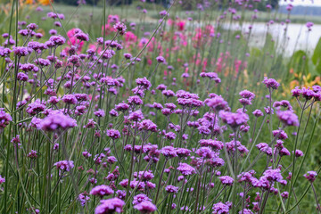 
field of purple flowers on long green stems