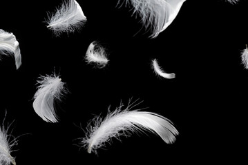 Obraz premium White feather isolated on a black background.