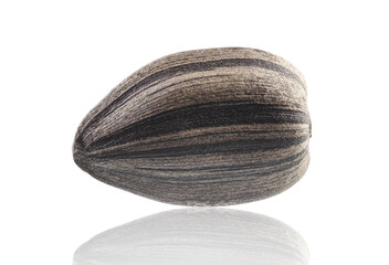Black unshelled sunflower seed isolated on white. Full depth of field.  Volumetric back light