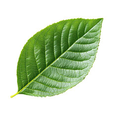 Obraz premium Fresh green leaf with intricate vein patterns