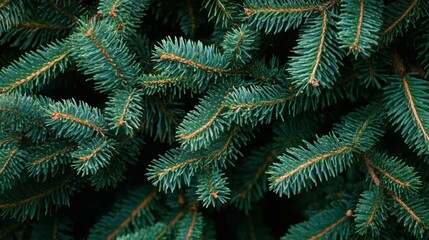 Close-up view of a Christmas tree background