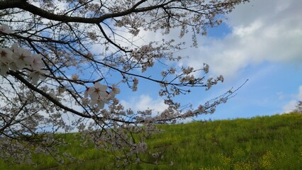 晴れの日の桜と菜の花