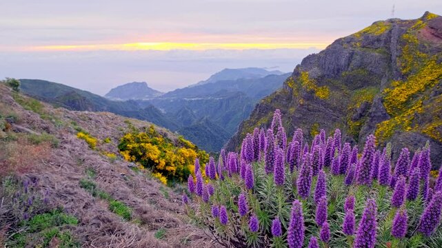 View near Pico do Arieiro of mountains over clouds with Pride of Madeira flowers and blooming Cytisus shrubs on sunrise with colorful sky. Madeira island, Portugal