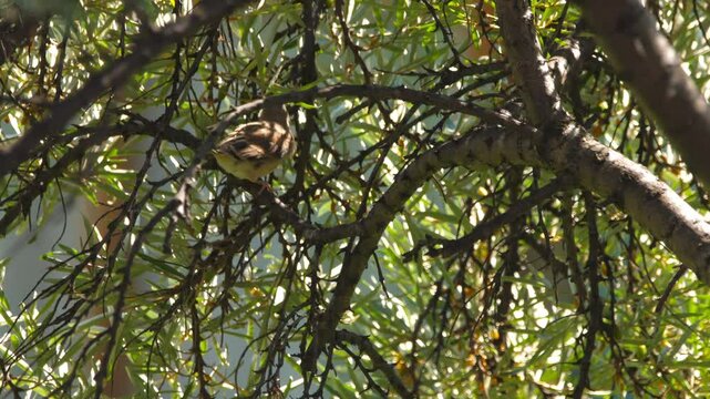 Nestling linnet sitting on a branch. A bird feeds on a tree branch, looking for insects. Concept summer and birds
