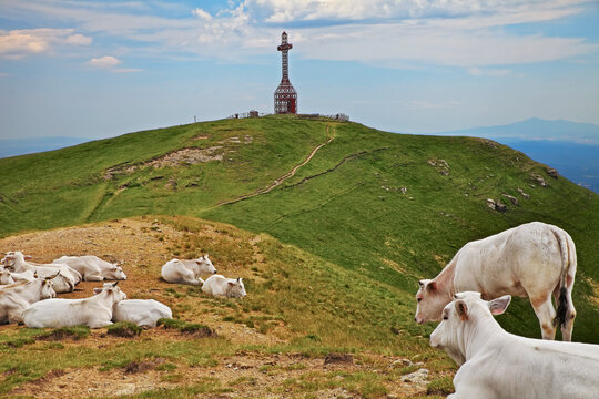 Pratomagno, Arezzo, Tuscany, Italy: herd of cattle in the pasture on the mountain top with the ancient iron cross (1928) on background