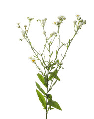 Many beautiful chamomile flowers on white background