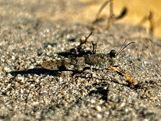 Grasshopper on the sand close up. Cricket on the sand