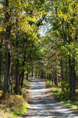 road in autumn forest. Autumn wild forest. Well-trodden path, fallen yellow leaves and yellowed grass.