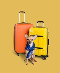 Cute smart dog sitting on a suitcase for vacation