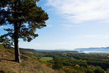 pine trees in the mountains. Autumn landscape with dense trees and vibrant foliage under a clear blue sky. from a bird's eye view. Scene of unspoiled nature.