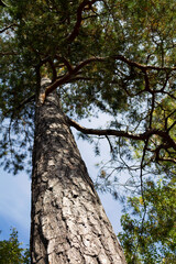 trees in the forest. Bottom view of a branched trunk of a large old pine on a background of blue summer sky