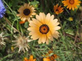 yellow flower in the garden