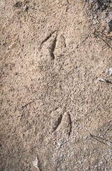 Bird tracks in the sand in the Tien Shan Mountains